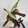 Ikebana-110_thumb