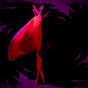 Mothorfairy_card