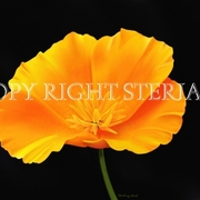 Yellow_poppy_card
