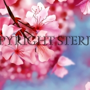 Pink_card