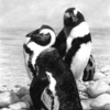 Penguins_thumb