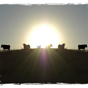 Cows_come_home_card