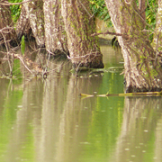 Reflections_in_the_rain_card