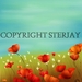 Poppies_square