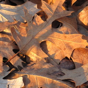 Img_0004_card