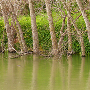 Reflections_card