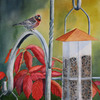 Redpoll10_thumb