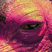 Ippopotamo_per_incorniciarte_card