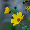 Yellow_1_thumb