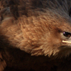 A_t_eagle_36_copy_thumb