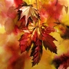 Autumn_14x14_s_thumb