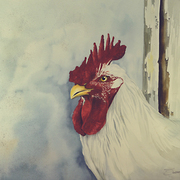 Rooster_2t_card