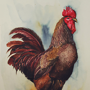 Rooster1t_card