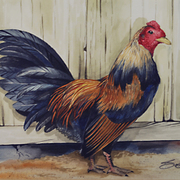 Chicken-1t_card