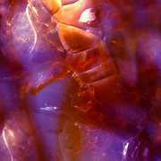 Purplewarrior_card