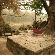 China_old_trees_for_web-site_card