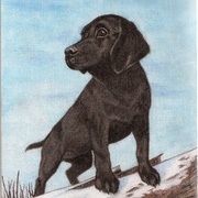 Lamar_card