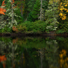Nc_13milewoods_web_thumb