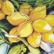 Yellow_coconuts_low_res_card