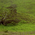 Tree_nz_tiny_square