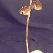Copper018_card