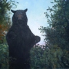 Black_bear4_thumb
