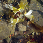 Seeflower2net_card