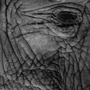 Elephants_2_sm_card