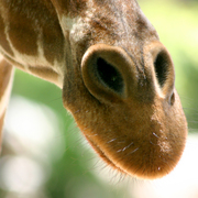 Giraffe_3_card