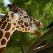 Giraffe_4_card