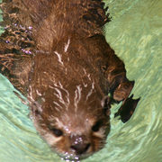 Otter_1_card