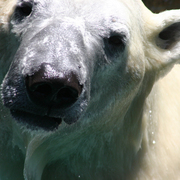 Polar_bear_1sm_card