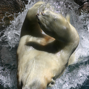 Polar_bear_3_card