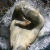 Polar_bear_3_thumb