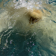 Polar_bear_6_card