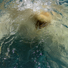 Polar_bear_6_thumb