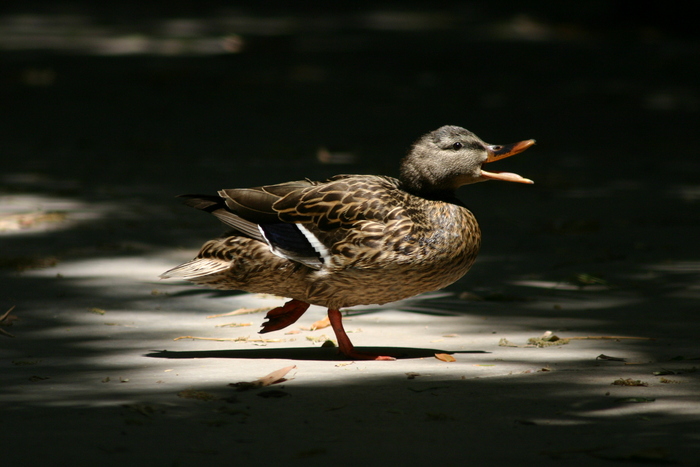 Connect with thenateshow