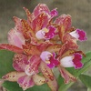 Orchids_039_thumb