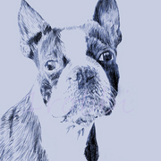 Boston_terrier_no_smile_etsy_copyright_card
