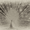 Pfau_net_thumb