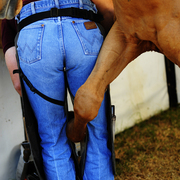 Shoer_horse_card