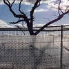 Tree___plastic__web_thumb