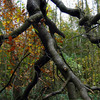 A_walk_in_the_woods_web_thumb