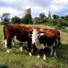 Castle_cattle_web_thumb