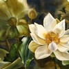 White_lotus_s_thumb