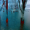 Arboles_frios_1small_thumb