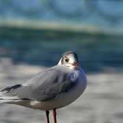 Seagull_card