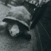 Img084_thumb