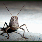 Grass_hopper1_card