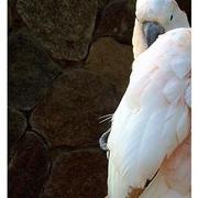 9_card